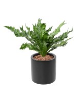 Kunstaspleenium DAUCIFOLIUM