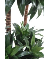 Artificial dracaena FRAGRANS