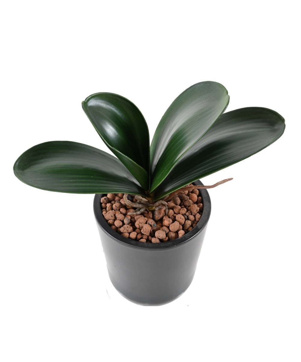 Artificial PHALAENOPSIS ORCHID LEAF