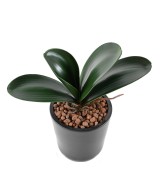 Artificial PHALAENOPSIS ORCHID LEAF