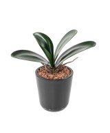 Artificial PHALAENOPSIS ORCHID LEAF