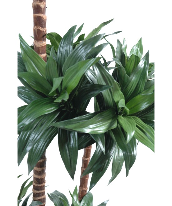 Artificial dracaena FRAGRANS