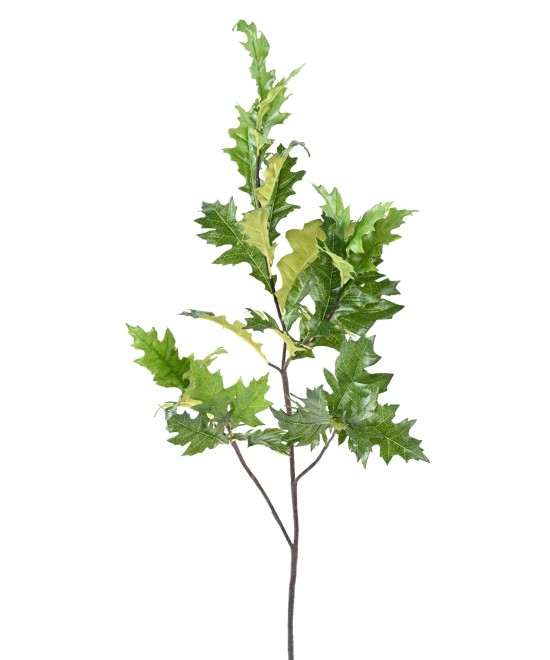 Kunstlik Ameerika tamm (QUERCUS RUBRA)