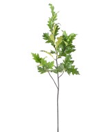 Kunstlik Ameerika tamm (QUERCUS RUBRA)