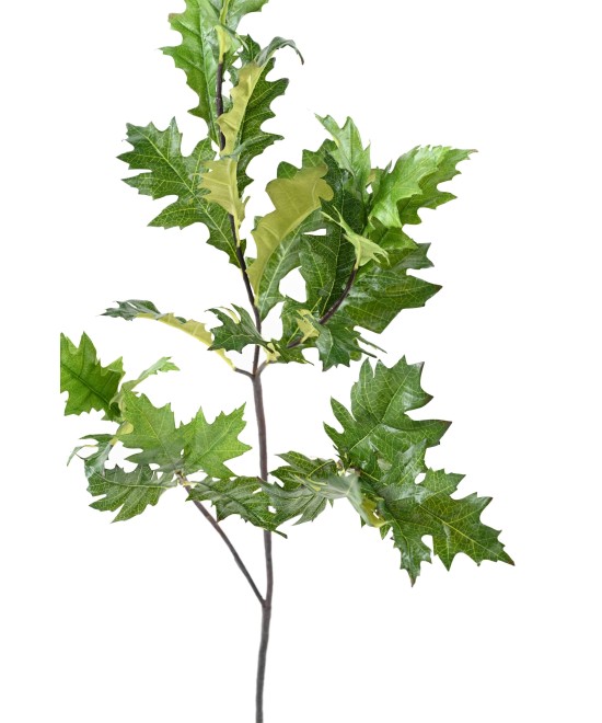 Kunstlik Ameerika tamm (QUERCUS RUBRA)