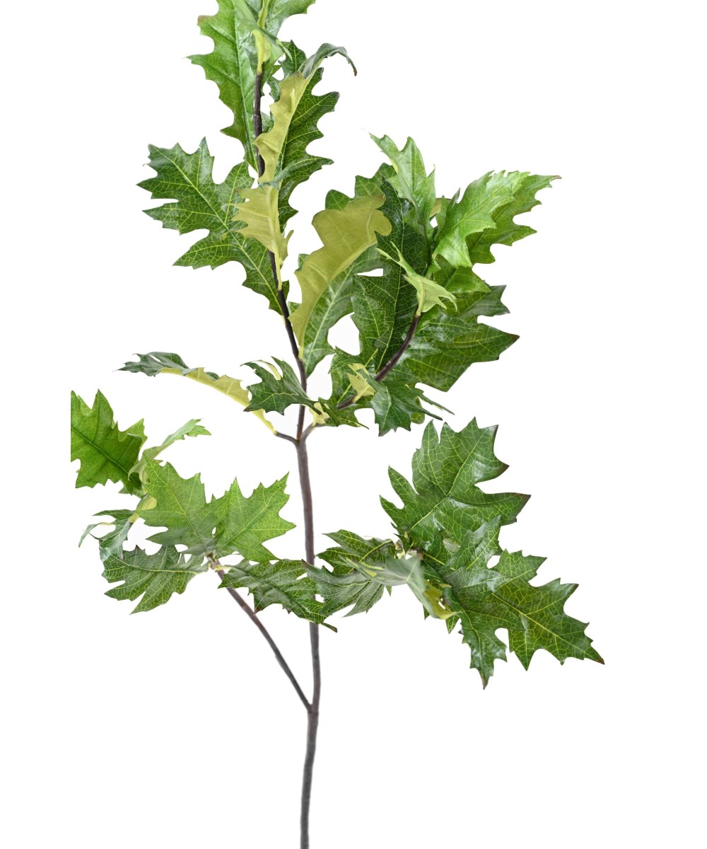 Kunstlik Ameerika tamm (QUERCUS RUBRA)