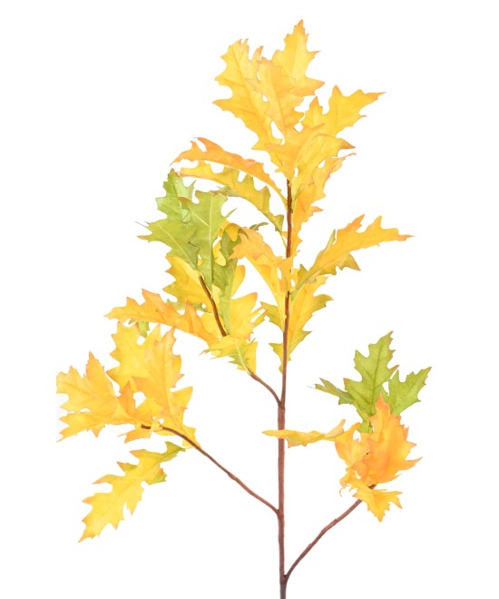 Kunstlik Ameerika tamm (QUERCUS RUBRA)