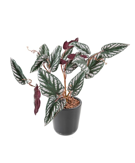 Kunstlik BEGONIA MACULATA
