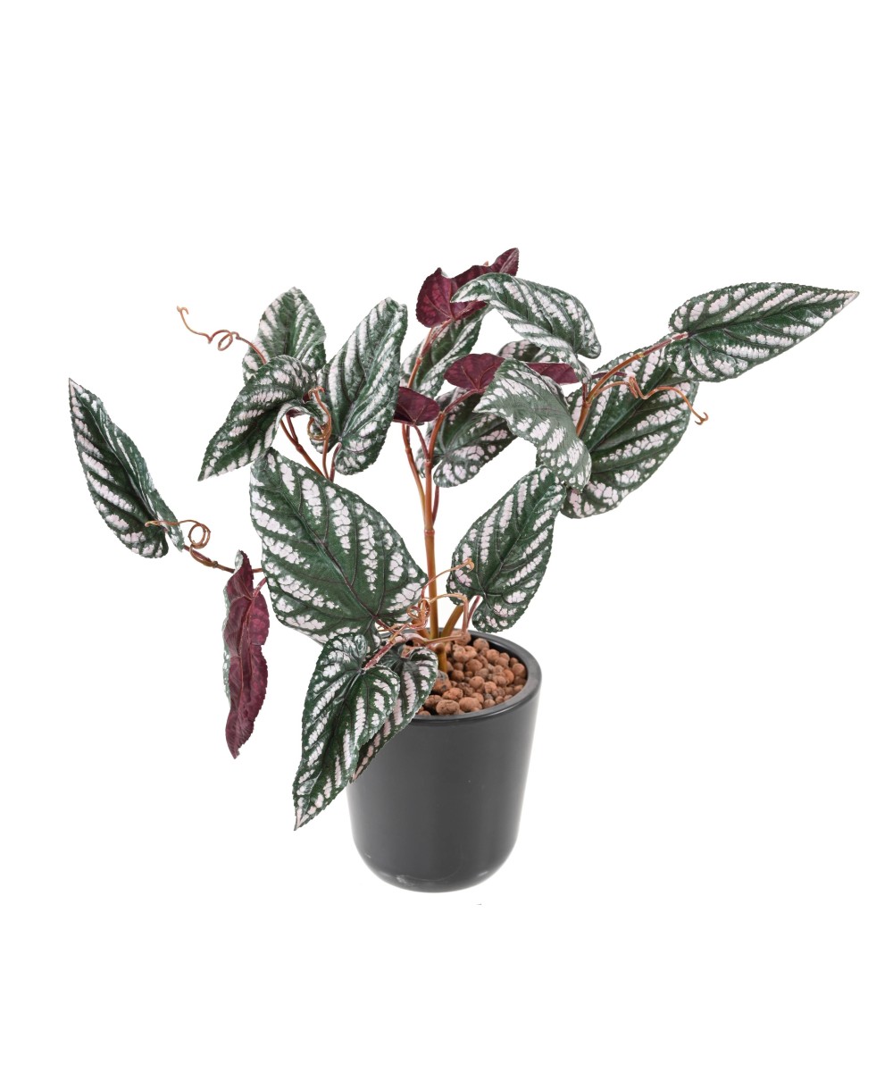 Kunstlik BEGONIA MACULATA