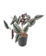 Kunstlik BEGONIA MACULATA