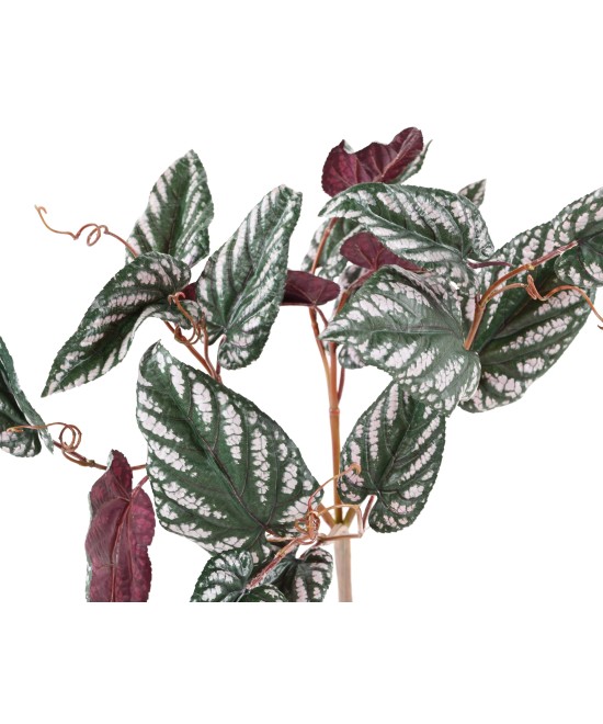 Kunstlik BEGONIA MACULATA