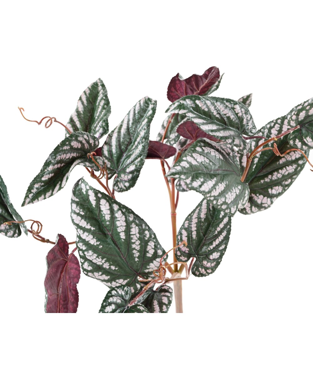 Kunstlik BEGONIA MACULATA