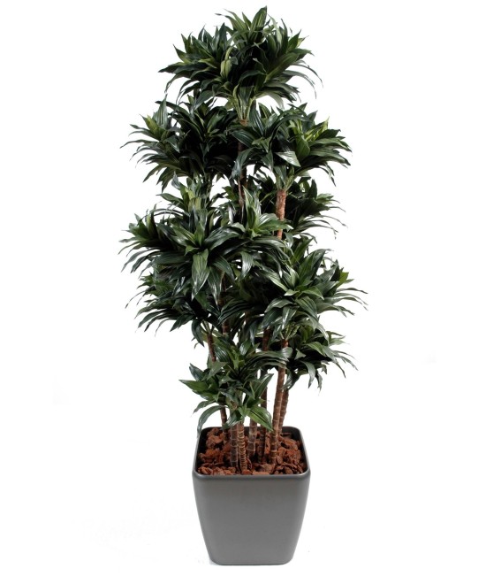 Artificial dracaena FRAGRANS COMPACTA