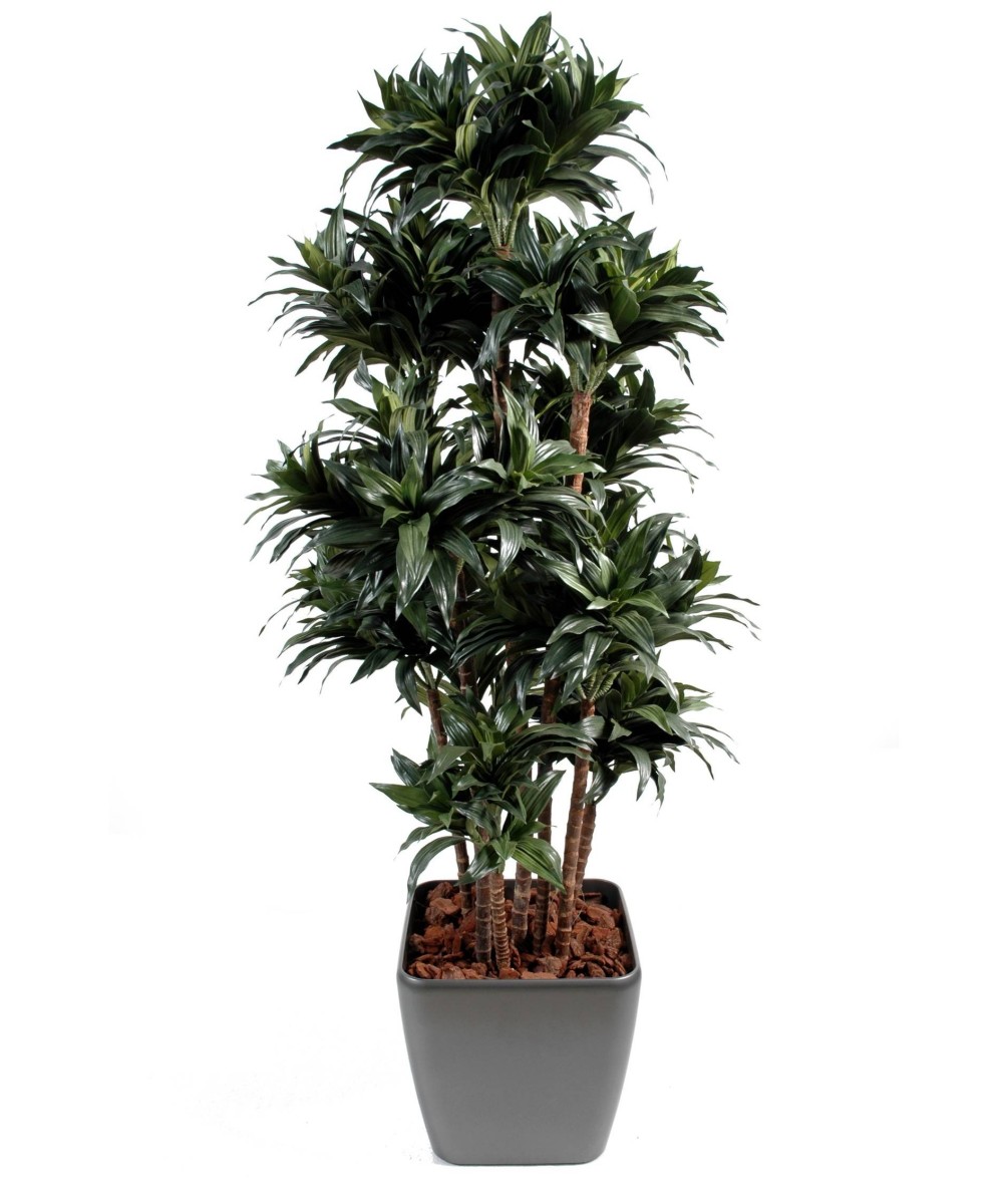 Artificial dracaena FRAGRANS COMPACTA