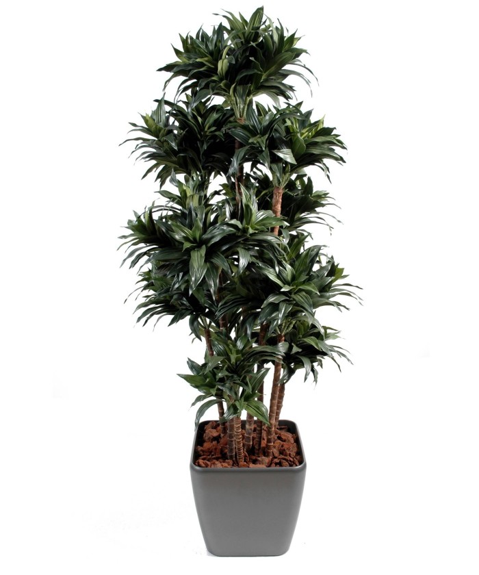 Artificial dracaena FRAGRANS COMPACTA