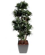 Artificial dracaena FRAGRANS COMPACTA