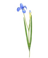 Artificial IRIS