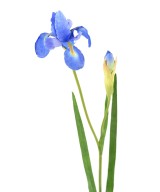 Artificial IRIS