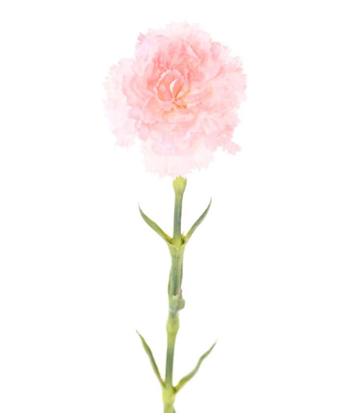 Artificial CARNATION