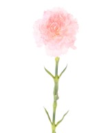 Artificial CARNATION