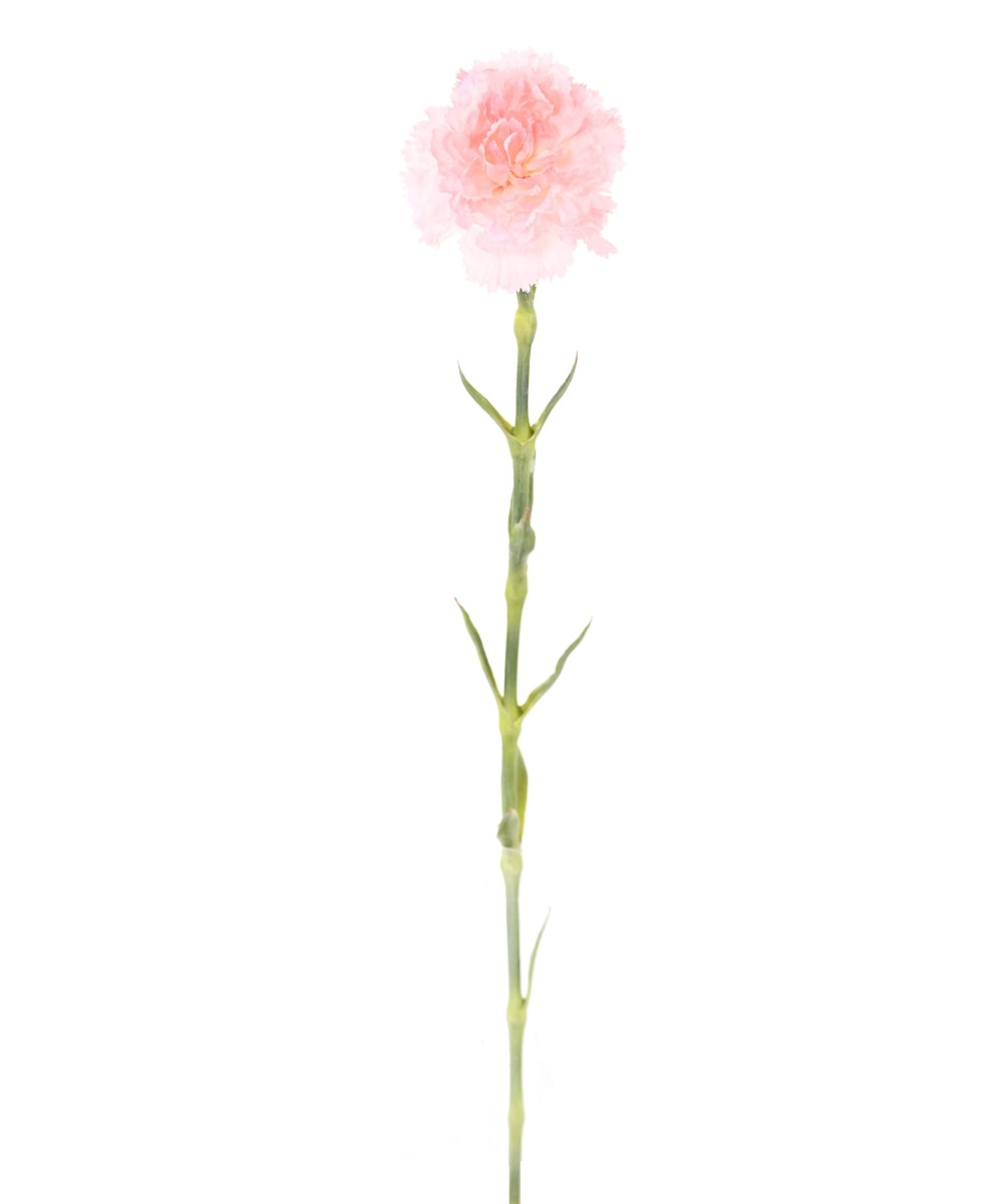 Artificial CARNATION
