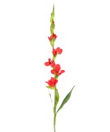 Artificial GLADIOLUS