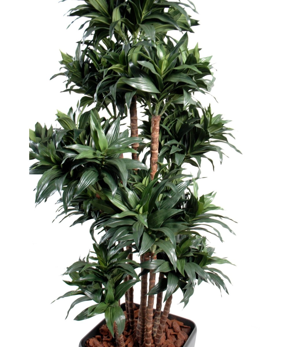 Kunstdraakonipuu FRAGRANS COMPACTA