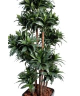 Kunstdraakonipuu FRAGRANS COMPACTA
