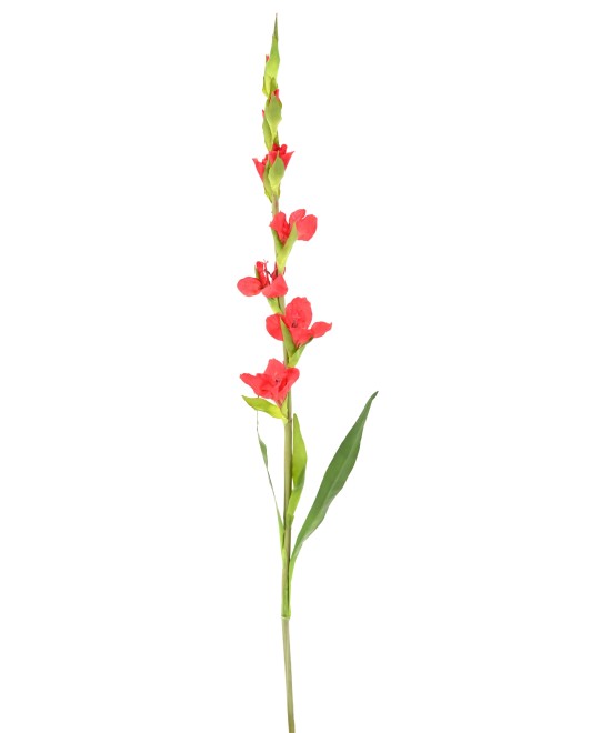 Artificial GLADIOLUS