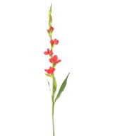 Artificial GLADIOLUS