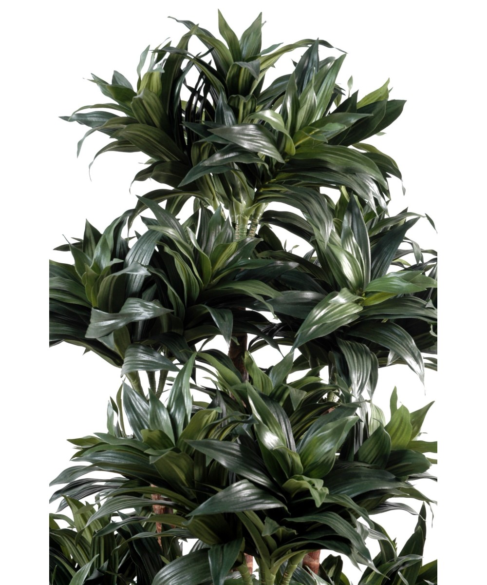 Artificial dracaena FRAGRANS COMPACTA