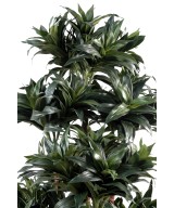 Kunstdraakonipuu FRAGRANS COMPACTA