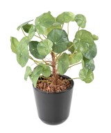 Kunstlik vesikress (Nasturtium)
