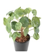 Kunstlik vesikress (Nasturtium)