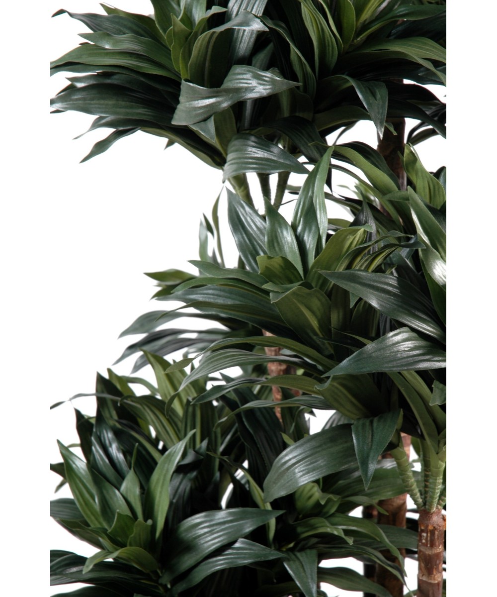 Kunstdraakonipuu FRAGRANS COMPACTA
