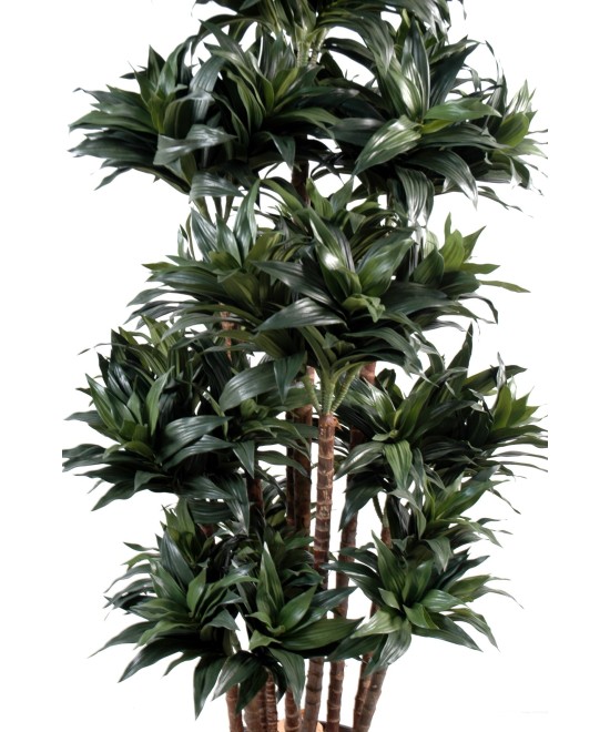 Artificial dracaena FRAGRANS COMPACTA