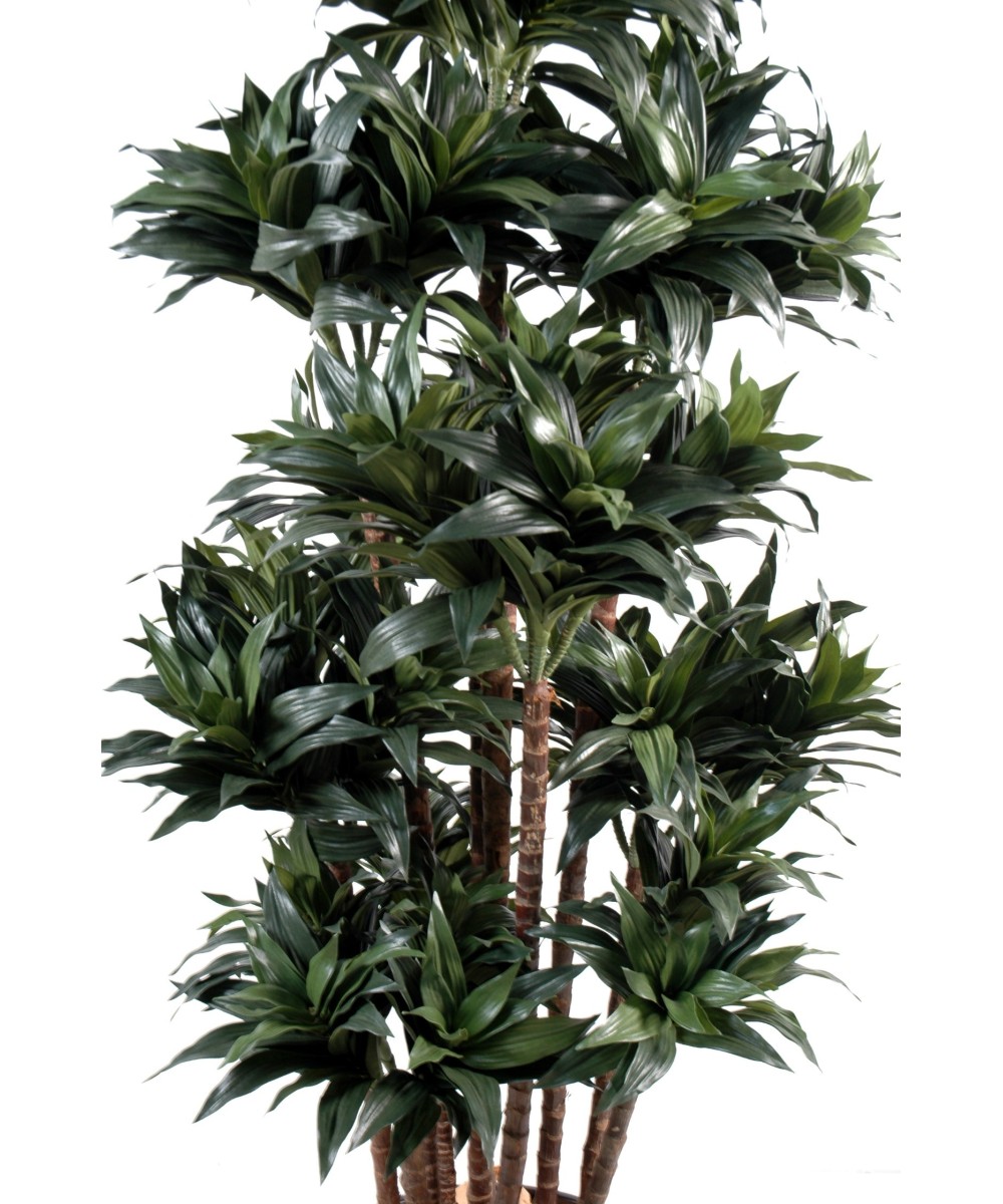 Kunstdraakonipuu FRAGRANS COMPACTA