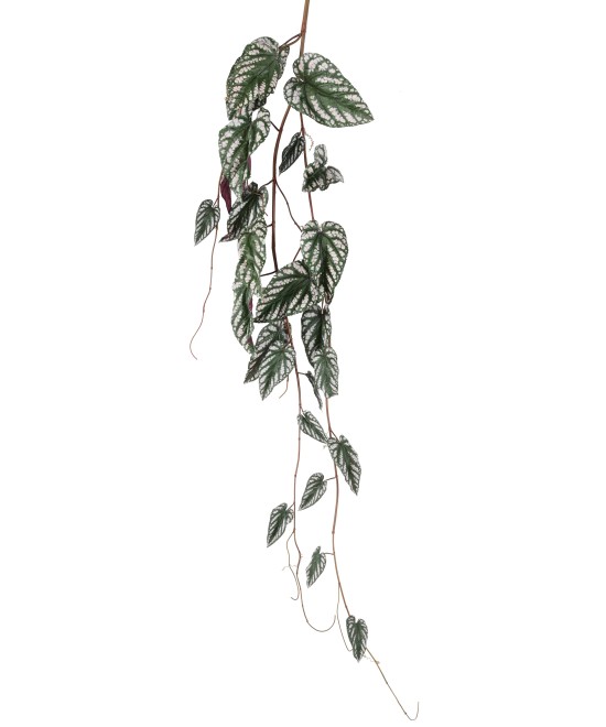 Kunstlik BEGONIA MACULATA ripppõõsas