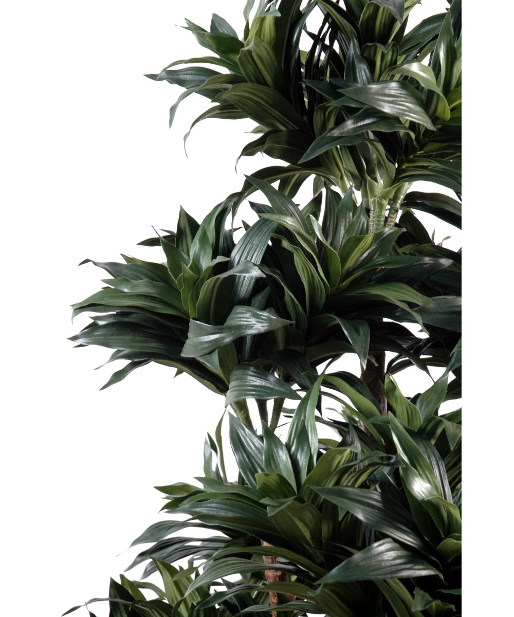 Kunstdraakonipuu FRAGRANS COMPACTA