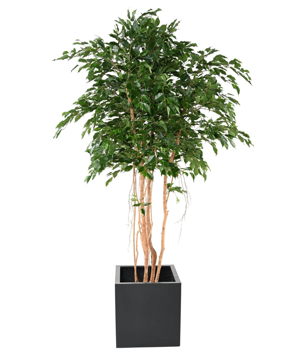 Kunstfikus *Ficus Exotica* MT 260