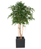 Kunstfikus *Ficus Exotica* MT 260