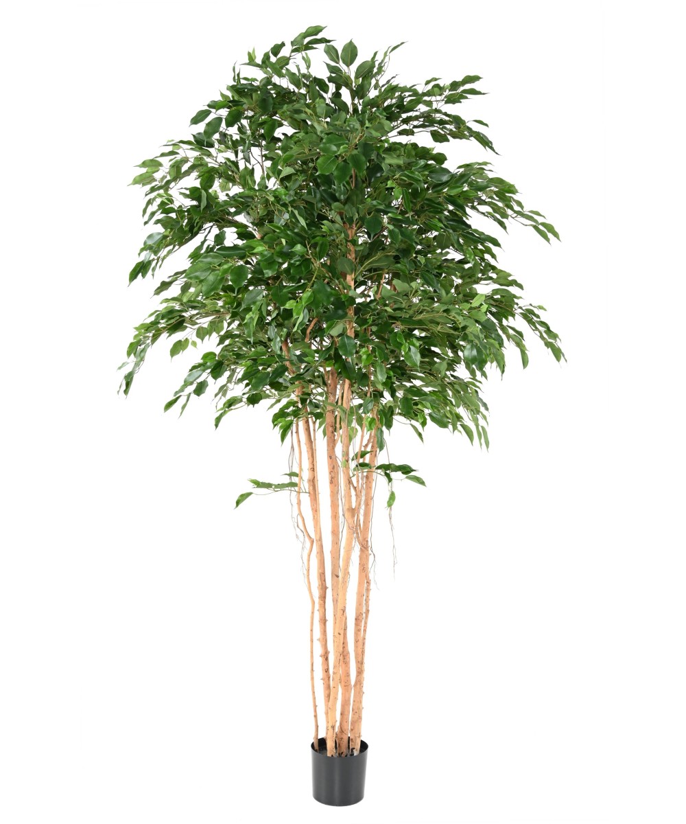 Kunstfikus *Ficus Exotica* MT 260