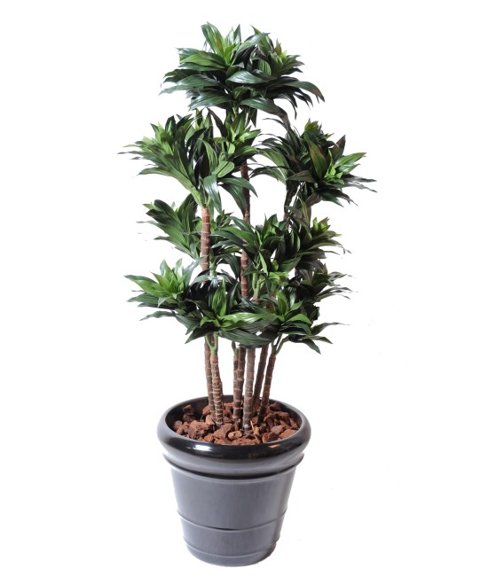 Kunstdraakonipuu FRAGRANS COMPACTA
