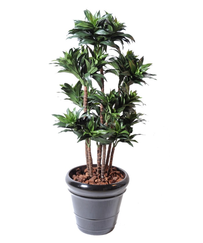 Artificial dracaena FRAGRANS COMPACTA