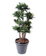 Kunstdraakonipuu FRAGRANS COMPACTA