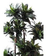 Artificial dracaena FRAGRANS COMPACTA