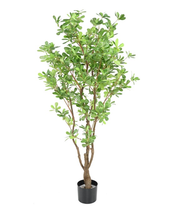 Artificial PITTOSPORUM B