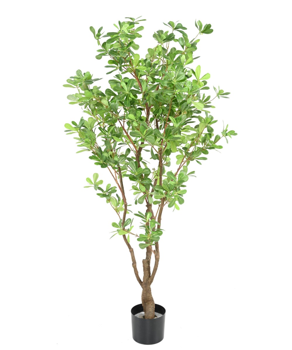 Artificial PITTOSPORUM B