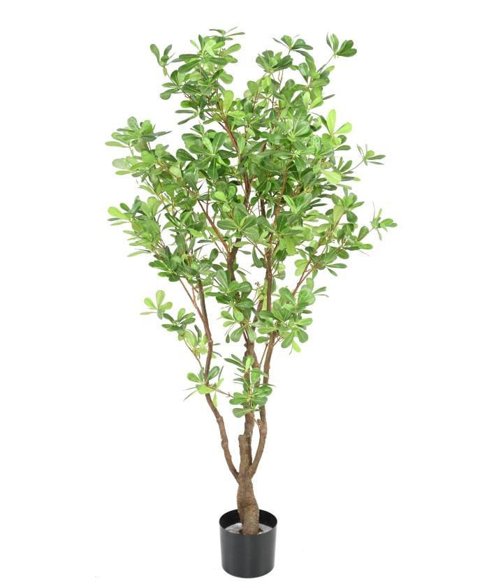 Artificial PITTOSPORUM B