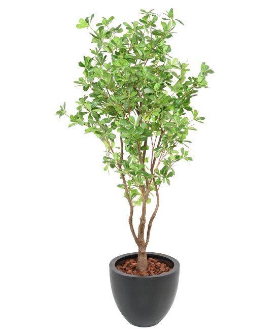 Artificial PITTOSPORUM B